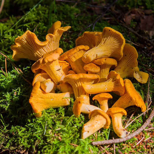 Yellow Chanterelles - PNW Wild Foraged Fresh